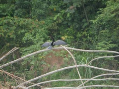 Anhinga anhinga anhinga
