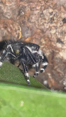 Phidippus audax
