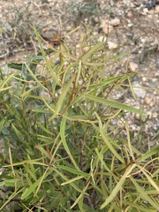 Euclea linearis