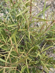 Euclea linearis
