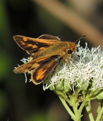 Polites vibex catilina