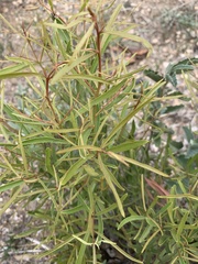 Euclea linearis