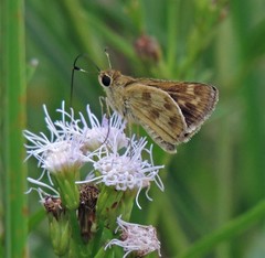 Polites vibex catilina