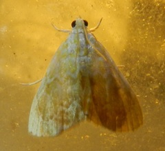 Glaphyria glaphyralis