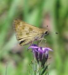 Polites vibex catilina