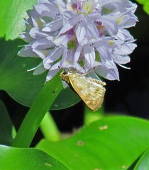 Polites vibex catilina