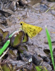 Polites vibex catilina