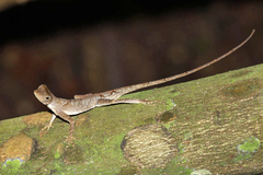 Anolis chrysolepis
