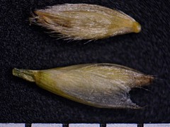 Piptatheropsis pungens