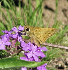 Polites vibex catilina