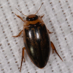 Coptotomus longulus