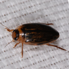 Coptotomus longulus