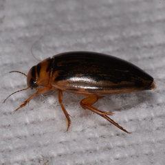 Coptotomus longulus