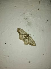 Hydatoscia ategua