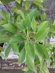 Ficus