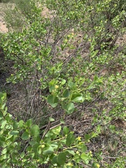 Grewia vernicosa