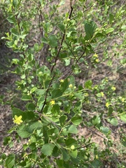Grewia vernicosa