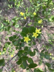 Grewia vernicosa