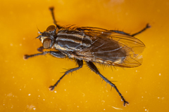 Oxysarcodexia varia