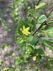 Grewia vernicosa