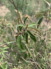 Croton gratissimus gratissimus