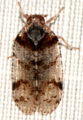 Cixius nervosus