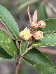 Croton gratissimus gratissimus