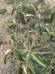 Croton gratissimus gratissimus