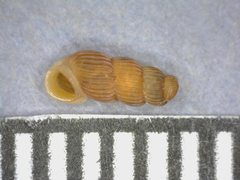 Truncatella pulchella