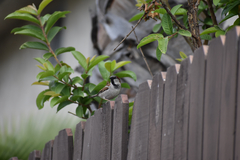 Passer domesticus