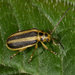Goldenrod Leaf Beetle - Photo (c) Reiner Jakubowski, some rights reserved (CC BY-SA), uploaded by Reiner Jakubowski