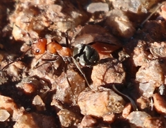 Formica propinqua