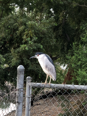 Nycticorax nycticorax