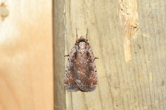 Eueretagrotis attentus