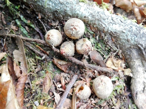 観察された菌類