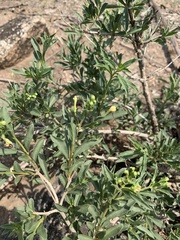 Clerodendrum ternatum