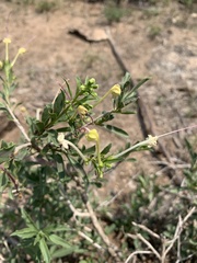 Clerodendrum ternatum