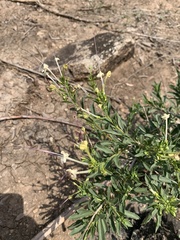 Clerodendrum ternatum