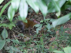 Dasyprocta variegata