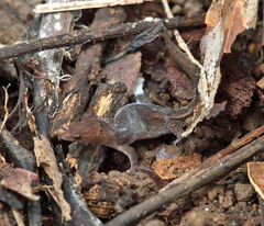 Chatogekko amazonicus