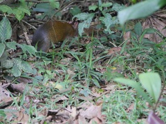 Dasyprocta variegata