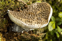 Amanita australis