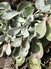 Packera antennariifolia