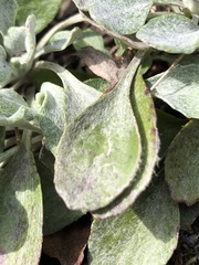 Packera antennariifolia