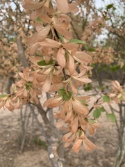 Salta triflora