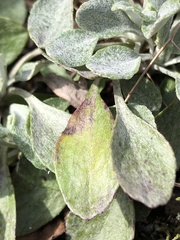 Packera antennariifolia