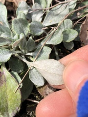 Packera antennariifolia