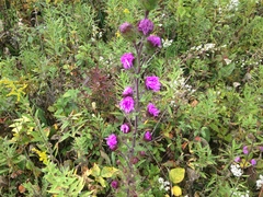 Liatris scariosa