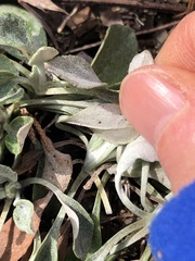 Packera antennariifolia