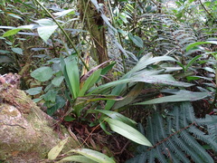 Cyrtochilum serratum
